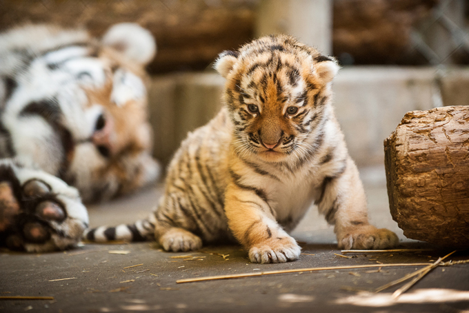 Pittsburgh_Zoo_Tiger__Broa.jpg