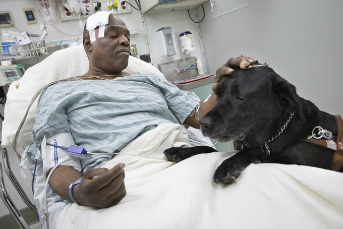  Cecil Williams pets his guide dog, Orlando, in his hospital bed following a fall onto subway tracks from the platform, Tuesday, Dec. 17, 2013, in New York. (AP Photo/John Minchillo)   