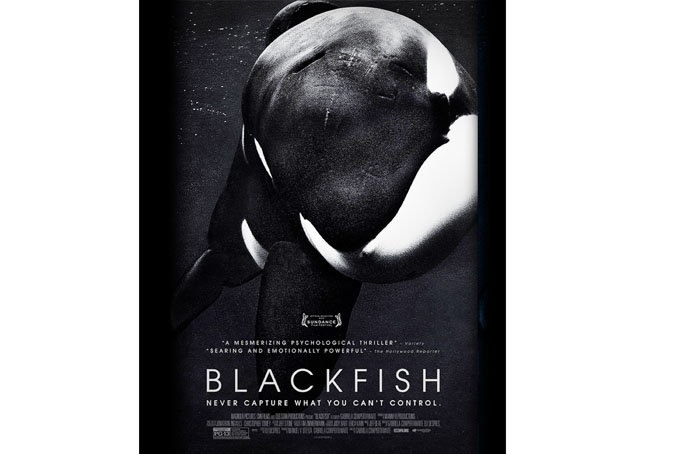 SeaWorld responds to questions about captive orcas, 'Blackfish' film
