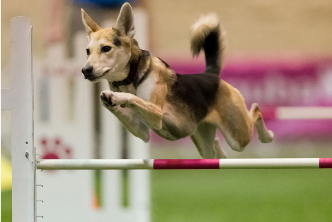 In this Dec. 16, 2012 photo provided by Great Dane Photos, Roo! weaves through obstacles during agility competition in Orlando, Fla. Roo!, a husky mix adopted from an animal shelter by dog trainer Stacey Campbell, will compete in the Westminster Kennel Club's new agility competition in February 2014. (AP Photo/Great Dane Photos, Amy Johnson)