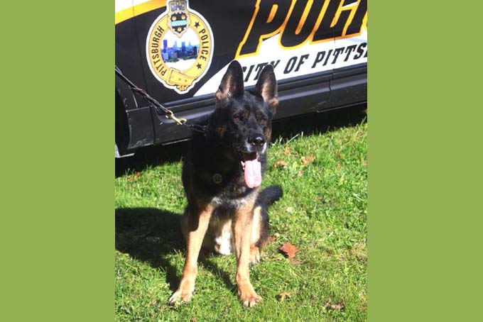 This undated photo provided by the Pittsburgh Police Department via the Pittsburgh Post-Gazette, shows Pittsburgh K-9 Officer Rocco, who was stabbed Jan. 28, 2014, in the line of duty. (AP Photo/Pittsburgh Police Department via Pittsburgh Post-Gazette)