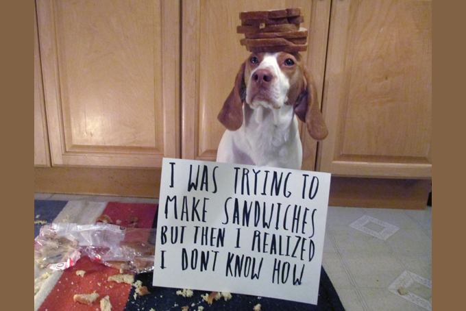 This Feb. 9, 2013 provided by Jeremy Lakaszcyck, shows Maymo a lemon beagle posing for a shame illustration in Merrimack Valley, Mass. (AP Photo/Jeremy Lakaszcyck)