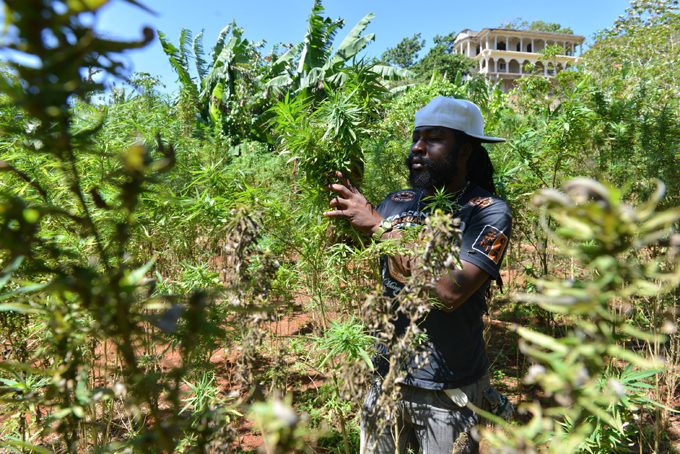 In this Aug. 29, 2013 file photo, farmer nicknamed Breezy shows his illegal patch of budding marijuana plants during a tour of his land in Jamaica's central mountain town of Nine Mile. Breezy says Americans, Germans and increasingly Russian tourists have toured his small farm and sampled his crop. (AP Photo/David McFadden, File)