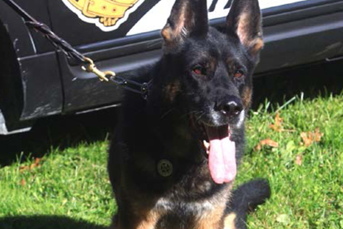 Pittsburgh K-9 Officer Rocco, who was stabbed Jan. 28, 2014, in the line of duty.AP Photo/Pittsburgh Police Department via Pittsburgh Post-Gazette