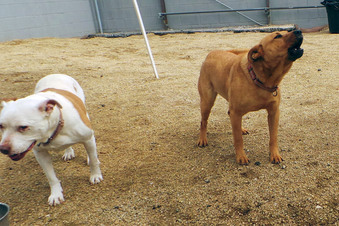 Pets-Barking
