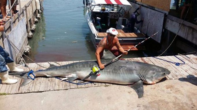 Large Texas Shark