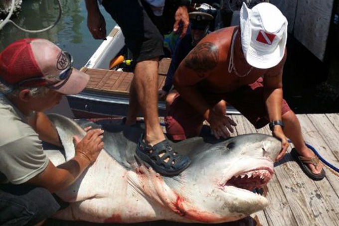 Large Texas Shark