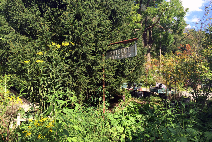 Shields nursery 1