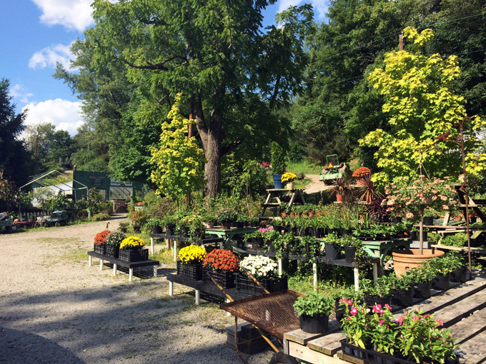Shields nursery