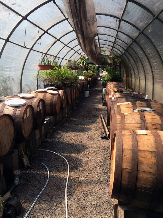 Shields winery