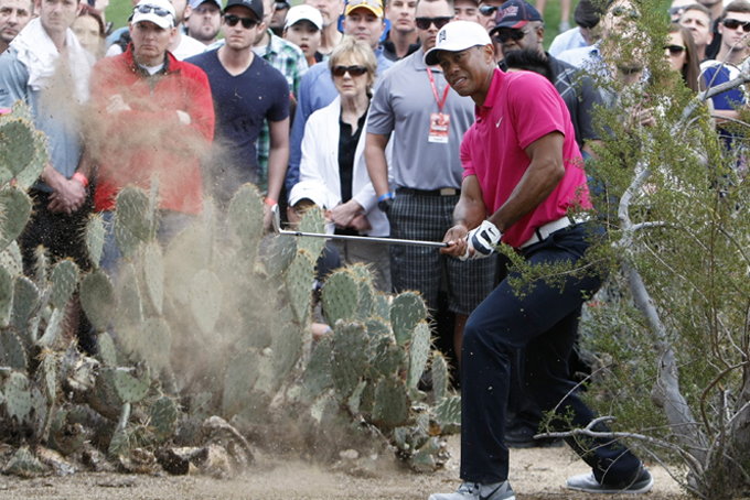 Tiger Woods hits out of the rough on the 11th hole during the first round of the Phoenix Open golf tournament, Thursday, Jan. 29, 2015, in Scottsdale, Ariz. (AP Photo/Rick Scuteri)