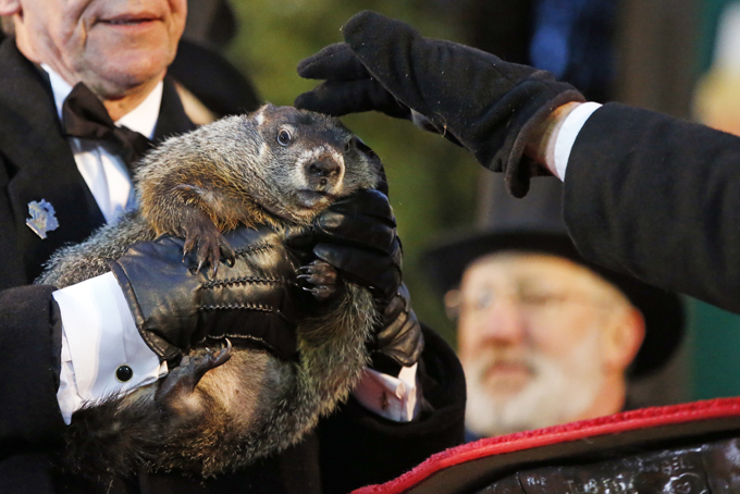 Groundhog Club handler Ron Ploucha holds Punxsutawney Phil, the weather prognosticating groundhog, as co-handler John Griffiths rubs his head, during the 129th celebration of Groundhog Day on Gobbler's Knob in Punxsutawney, Pa., Monday, Feb. 2, 2015. (AP Photo/Gene J. Puskar)