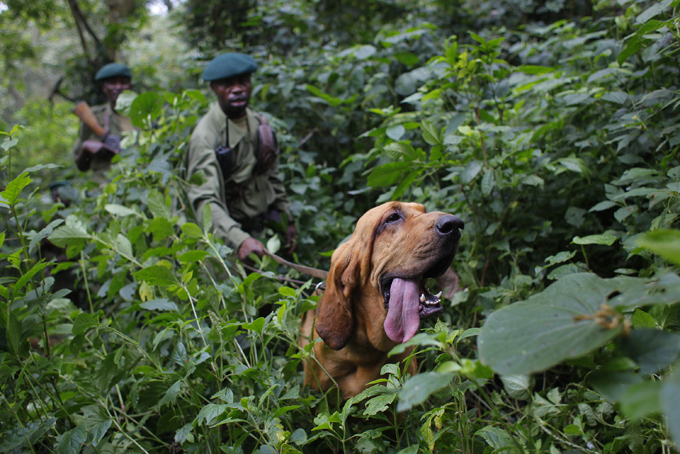In this picture taken Sunday Aug. 2, 2012, Virunga National Park rangers follow Dodi the two-year-old blood hound during a search and rescue exercise in the park, some 45 kms north of Coma, eastern Congo. Virunga National Park is where virtually every rebellion in eastern Congo in the past 30 years has started, and its endangered mountain gorillas, are facing increasing threats. "Virunga", the movie, is a nominee for best documentary feature, whose executive producer is Leonardo DiCaprio, is getting high-profile attention ahead of the Feb. 22 2015 Oscar awards in Hollywood. (AP Photo/Jerome Delay)