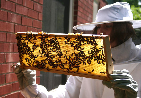 Bee Hive Inspection, a Creative Commons Attribution (2.0) image from Despi Ross’ photostream
