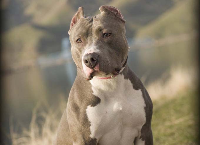 Man sues apartment complex for pit bull discrimination | New Pittsburgh  Courier