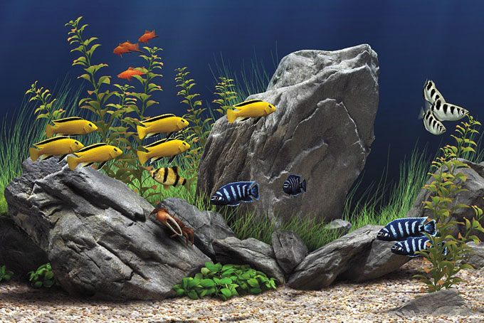 Fish for Rosemary Crawford’s fish tank 