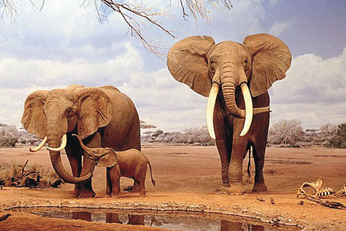 African Safari for Tracy Stotts Edmunds