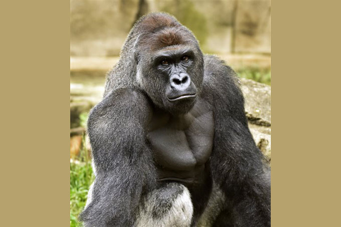 A June 20, 2015 photo provided by the Cincinnati Zoo and Botanical Garden shows Harambe, a western lowland gorilla, who was fatally shot Saturday, May 28, 2016, to protect a 3-year-old boy who had entered its exhibit. (Jeff McCurry/Cincinnati Zoo and Botanical Garden via The Cincinatti Enquirer via AP)