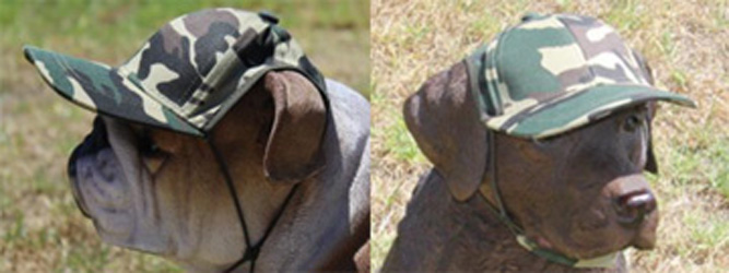 Trucker Hats for Dogs Provide Eye Protection and Street Style