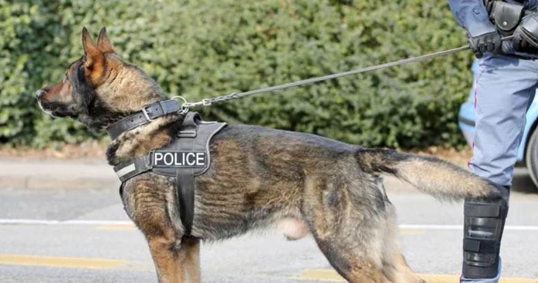 Police dog